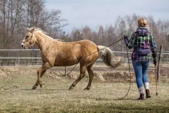 تدريب الخيول